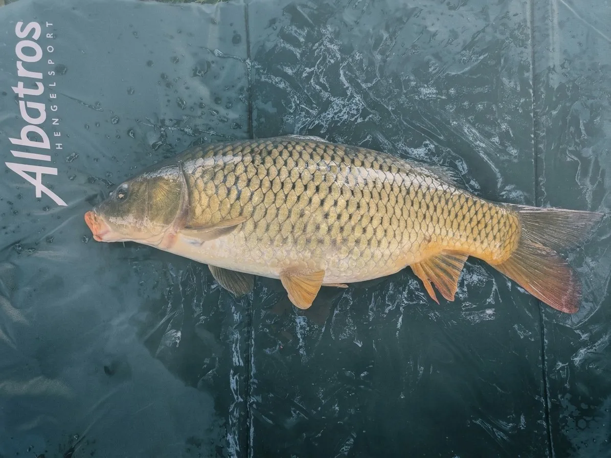 Een schubkarper van 58 cm op een onthaakmat